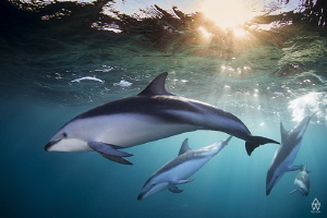 "Timeless" is an image of Dusky dolphins taken of Cape Po... by Allen Walker 